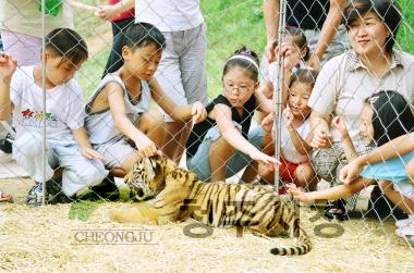 동물원 그림그리기 대회,동물원 호랑이 백일잔치