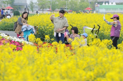 오송 화장품·뷰티 세계박람회 유채꽃 만발