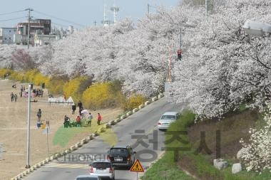 무심천 벚꽃