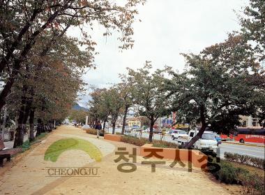 효성병원앞 벚나무길 정비