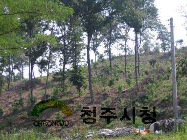 정책산림가꾸기사업(구룡산)