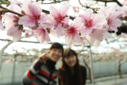봄 재촉하는 복사꽃 만개