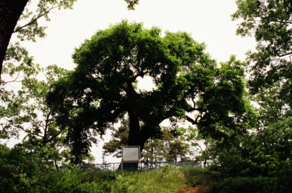 청원 공북리 음나무