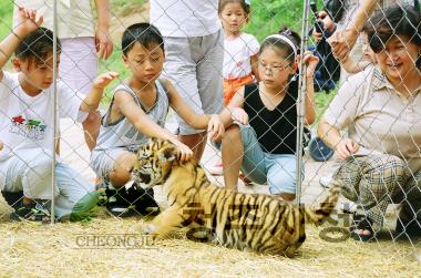 동물원 그림그리기 대회,동물원 호랑이 백일잔치 10