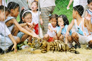 동물원 그림그리기 대회,동물원 호랑이 백일잔치 16