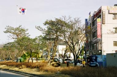 무역센터,상당공원앞 소나무 1